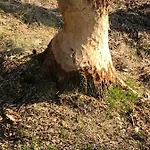 Am Jungfernberg 2 Rankwitz