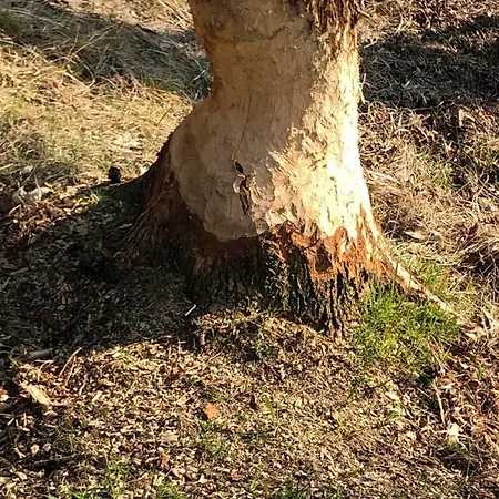 Am Jungfernberg 2 Rankwitz